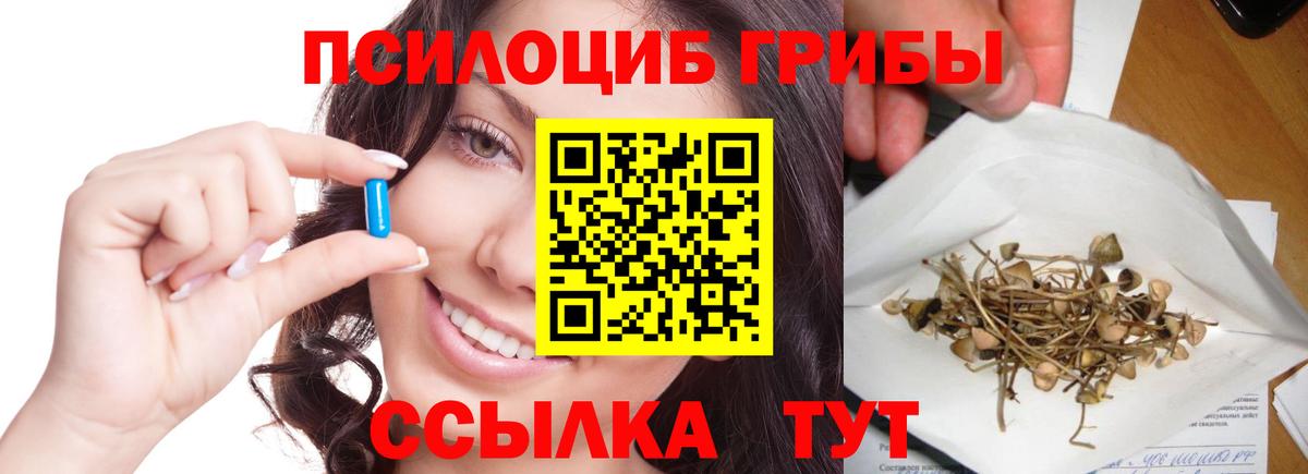Карабулак  Псилоцибиновые грибы Psilocybe  Вход с VPN  Галлюциногенные грибы Psilocybe 